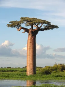 Witnessing the Majestic Tree of Life: A 3,000 Year Journey Under the Golden Sunset-6