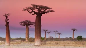 Witnessing the Majestic Tree of Life: A 3,000 Year Journey Under the Golden Sunset-7