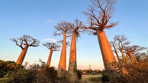 Witnessing the Majestic Tree of Life: A 3,000 Year Journey Under the Golden Sunset-0