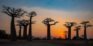 Witnessing the Majestic Tree of Life: A 3,000 Year Journey Under the Golden Sunset-8