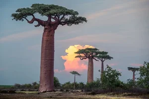 Witnessing the Majestic Tree of Life: A 3,000 Year Journey Under the Golden Sunset-1