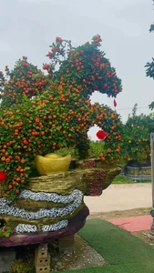 Massive 15-Meter Tangerine Tree Art: The Extraordinary 'Success is Coming' Bonsai Display for Luxury Lunar New Year Garden Decor-5
