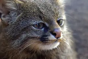 Discover the Mysterious South American Colocolo Cat: A Wild Feline Adapting Its Appearance to Harsh Environments-1