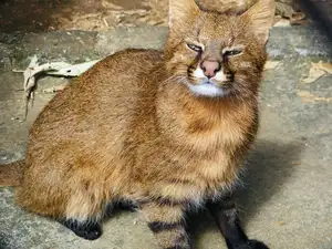 Discover the Mysterious South American Colocolo Cat: A Wild Feline Adapting Its Appearance to Harsh Environments-4