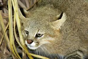 Discover the Mysterious South American Colocolo Cat: A Wild Feline Adapting Its Appearance to Harsh Environments-6