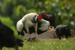 King Vulture: Unveiling the Striking Appearance of the Planet's Most Bizarre Scavenger in Flight-2
