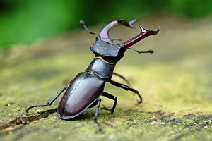 The Mystery of the Stag Beetle Worth: What Makes It So Special and Rare?-11