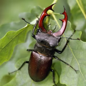 The Mystery of the Stag Beetle Worth: What Makes It So Special and Rare?-5