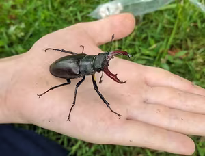 The Mystery of the Stag Beetle Worth: What Makes It So Special and Rare?-8