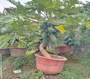 Beautiful Fruit-Bearing Bonsai Trees: Unique Indoor Plants for Prosperity, Luck, and Elegant Home Decor Inspiration-0