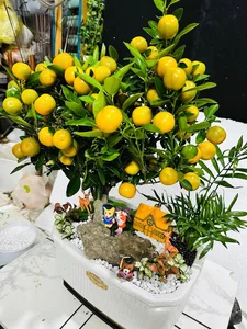 Beautiful Fruit-Bearing Bonsai Trees: Unique Indoor Plants for Prosperity, Luck, and Elegant Home Decor Inspiration-8