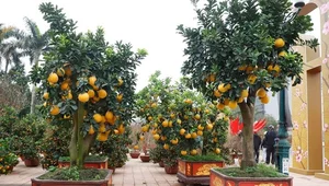 Beautiful Fruit-Bearing Bonsai Trees: Unique Indoor Plants for Prosperity, Luck, and Elegant Home Decor Inspiration-2