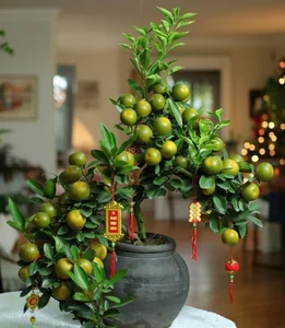 Beautiful Fruit-Bearing Bonsai Trees: Unique Indoor Plants for Prosperity, Luck, and Elegant Home Decor Inspiration-5