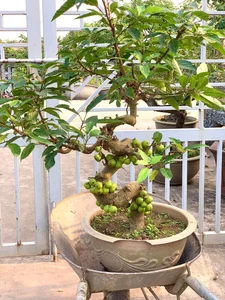 Beautiful Fruit-Bearing Bonsai Trees: Unique Indoor Plants for Prosperity, Luck, and Elegant Home Decor Inspiration-4
