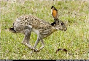 Discover Amazing Facts About Wild Rabbits in Nature-1