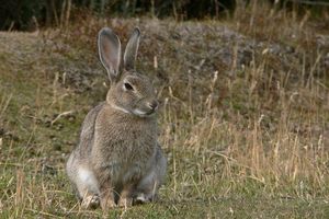 Discover Amazing Facts About Wild Rabbits in Nature-5