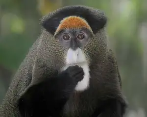 Discover the De Brazza's Monkey – Mysterious Primate with Africa's Most Unique Appearance-6