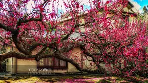 Persimmon Tree: A Symbol of Luck and Prosperity Cherished by Ancestors | 023108-4