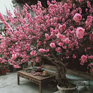 Persimmon Tree: A Symbol of Luck and Prosperity Cherished by Ancestors | 023108-6