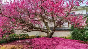 Persimmon Tree: A Symbol of Luck and Prosperity Cherished by Ancestors | 023108-7