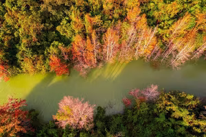 Khe Sanh's Red Leaf Season: Discover the Stunning Natural Beauty of Vietnam's Forest-9
