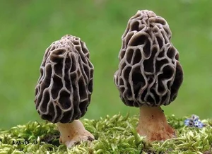 Morel Mushrooms: The Rare Forest Gems That Captivate Culinary Enthusiasts Worldwide-1