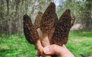 Morel Mushrooms: The Rare Forest Gems That Captivate Culinary Enthusiasts Worldwide-5