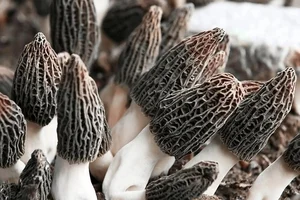 Morel Mushrooms: The Rare Forest Gems That Captivate Culinary Enthusiasts Worldwide-4