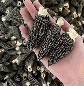 Morel Mushrooms: The Rare Forest Gems That Captivate Culinary Enthusiasts Worldwide-2