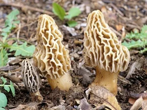 Morel Mushrooms: The Rare Forest Gems That Captivate Culinary Enthusiasts Worldwide-3