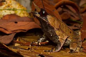 Discover the Malay Horned Frog – A Bizarre Amphibian with Eye Spikes, Master of Jungle Camouflage-6