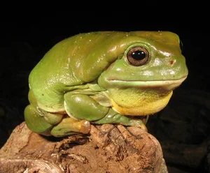 Meet the Dumpy Tree Frog: A Guide to the Iconic Australian Green Tree Frog (Litoria caerulea) and Its Unique Characteristics-6