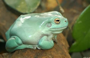 Meet the Dumpy Tree Frog: A Guide to the Iconic Australian Green Tree Frog (Litoria caerulea) and Its Unique Characteristics-0