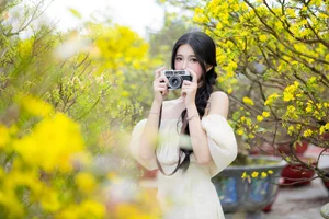 Stunning Yellow Apricot Blossoms: Traditional Vietnamese Lunar New Year Decor and Spring Blossom Inspiration for Your Home and Garden-1