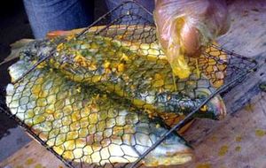 Northwestern Bong Fish: Royal Delicacy, Attracts Connoisseurs-7