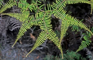Discover the Secret History of Ferns: Prehistoric Survivors That Dominated the World Long Before Dinosaurs and Their Modern Evolution-2