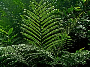 Discover the Secret History of Ferns: Prehistoric Survivors That Dominated the World Long Before Dinosaurs and Their Modern Evolution-7
