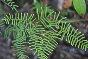 Discover the Secret History of Ferns: Prehistoric Survivors That Dominated the World Long Before Dinosaurs and Their Modern Evolution-4