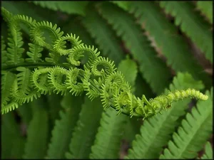 Discover the Secret History of Ferns: Prehistoric Survivors That Dominated the World Long Before Dinosaurs and Their Modern Evolution-6