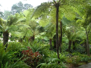 Discover the Secret History of Ferns: Prehistoric Survivors That Dominated the World Long Before Dinosaurs and Their Modern Evolution-3