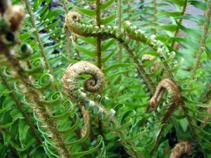 Discover the Secret History of Ferns: Prehistoric Survivors That Dominated the World Long Before Dinosaurs and Their Modern Evolution-8