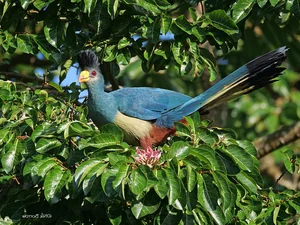 Discover the Stunning Great Blue Turaco: Africa's Largest and Most Vibrant Tropical Forest Bird (Corythaeola cristata)-2