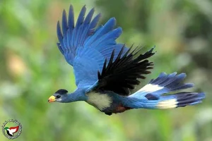 Discover the Stunning Great Blue Turaco: Africa's Largest and Most Vibrant Tropical Forest Bird (Corythaeola cristata)-1