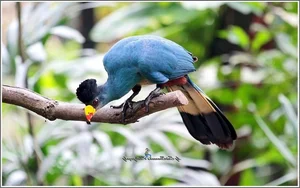 Discover the Stunning Great Blue Turaco: Africa's Largest and Most Vibrant Tropical Forest Bird (Corythaeola cristata)-4