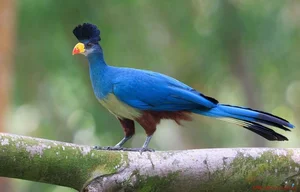 Discover the Stunning Great Blue Turaco: Africa's Largest and Most Vibrant Tropical Forest Bird (Corythaeola cristata)-5