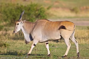 Discover Africa's 'Twisted-Horned Deity' - The Majestic Beauty of the Giant Eland-0