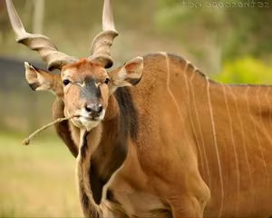 Discover Africa's 'Twisted-Horned Deity' - The Majestic Beauty of the Giant Eland-1