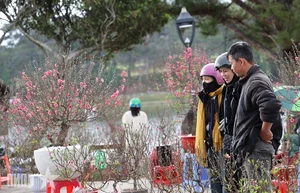 Experience the Vibrant Da Lat Tet Flower Market: A Colorful Celebration for Lunar New Year 2026 in Vietnam’s Iconic City of Flowers-9