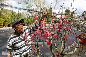 Experience the Vibrant Da Lat Tet Flower Market: A Colorful Celebration for Lunar New Year 2026 in Vietnam’s Iconic City of Flowers-3