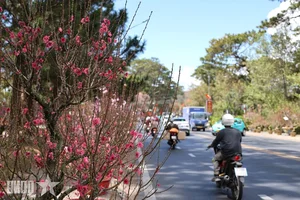Experience the Vibrant Da Lat Tet Flower Market: A Colorful Celebration for Lunar New Year 2026 in Vietnam’s Iconic City of Flowers-7